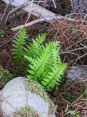Polypodiopsida