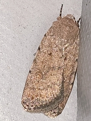 Caradrina clavipalpis