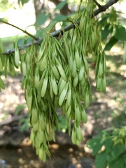 Fraxinus albicans