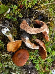 Cortinarius