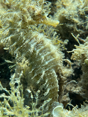 Hippocampus guttulatus