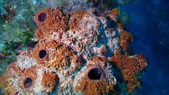 Ircinia