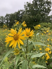 Helianthus grosseserratus