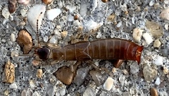 Euborellia annulipes