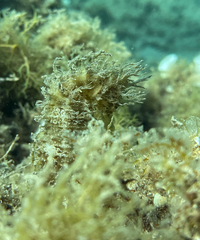 Hippocampus guttulatus