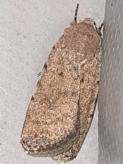 Caradrina clavipalpis
