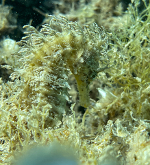 Hippocampus guttulatus