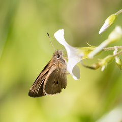 Cymaenes tripunctata