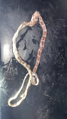 Imantodes gemmistratus