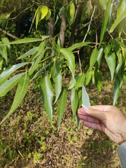 Salix euxina