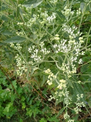 Eupatorium altissimum
