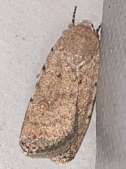Caradrina clavipalpis