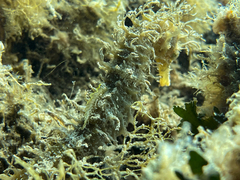 Hippocampus guttulatus