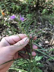 Liatris hirsuta
