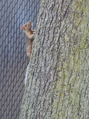 Sciurus carolinensis
