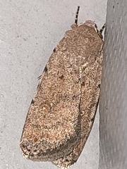 Caradrina clavipalpis