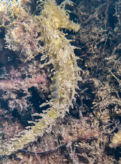 Hippocampus guttulatus