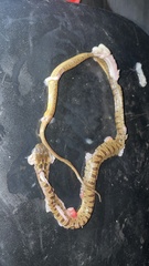 Leptodeira polysticta