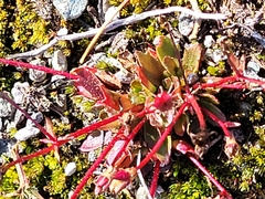 Micranthes stellaris