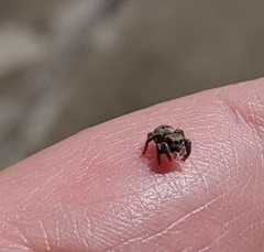 Habronattus festus