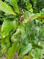 Carya laciniosa
