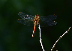 Sympetrum