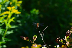 Sympetrum