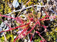 Micranthes stellaris