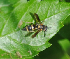 Parancistrocerus