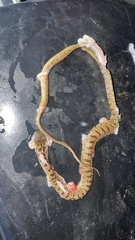 Leptodeira polysticta