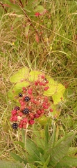 Rubus
