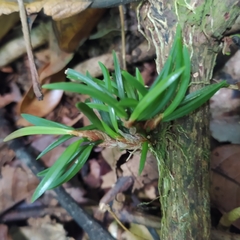 Maxillaria uncata
