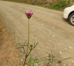 Trifolium willdenovii