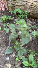 Elephantopus carolinianus