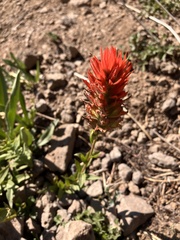 Castilleja miniata