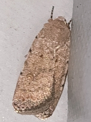 Caradrina clavipalpis