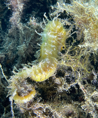 Hippocampus guttulatus
