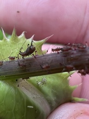 Uroleucon sonchi