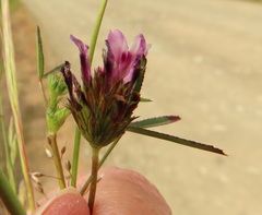 Trifolium willdenovii