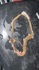 Leptodeira polysticta