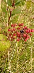 Rubus