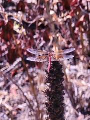 Sympetrum semicinctum