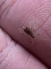 Uroleucon sonchi