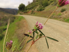 Trifolium willdenovii