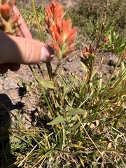 Castilleja miniata