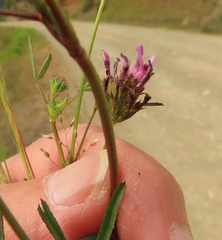 Trifolium willdenovii