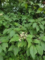 Cornus drummondii