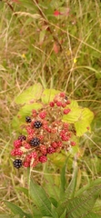 Rubus