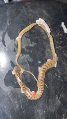 Leptodeira polysticta