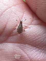 Uroleucon sonchi